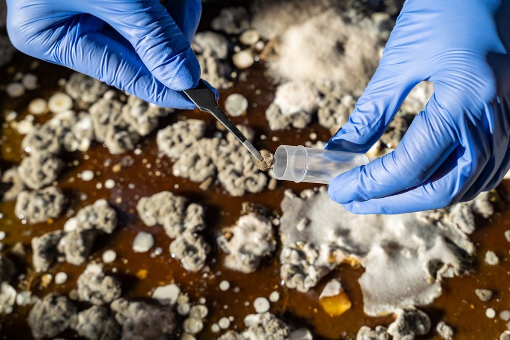 Mold testing in Coral Springs